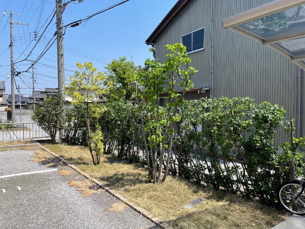 長浜市　集合住宅　剪定(葉刈り)